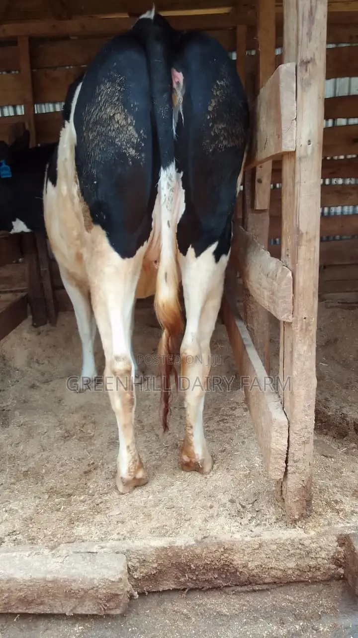 Elite Friesian Incalf Heifers for Sale