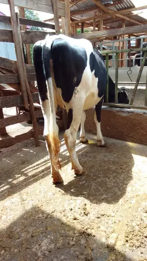 Elite Friesian Incalf Heifers for Sale