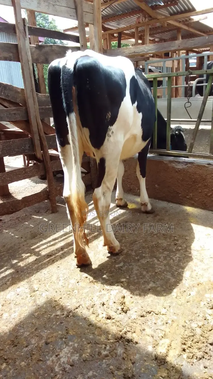 Elite Friesian Incalf Heifers for Sale