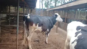 Elite Friesian Incalf Heifers for Sale