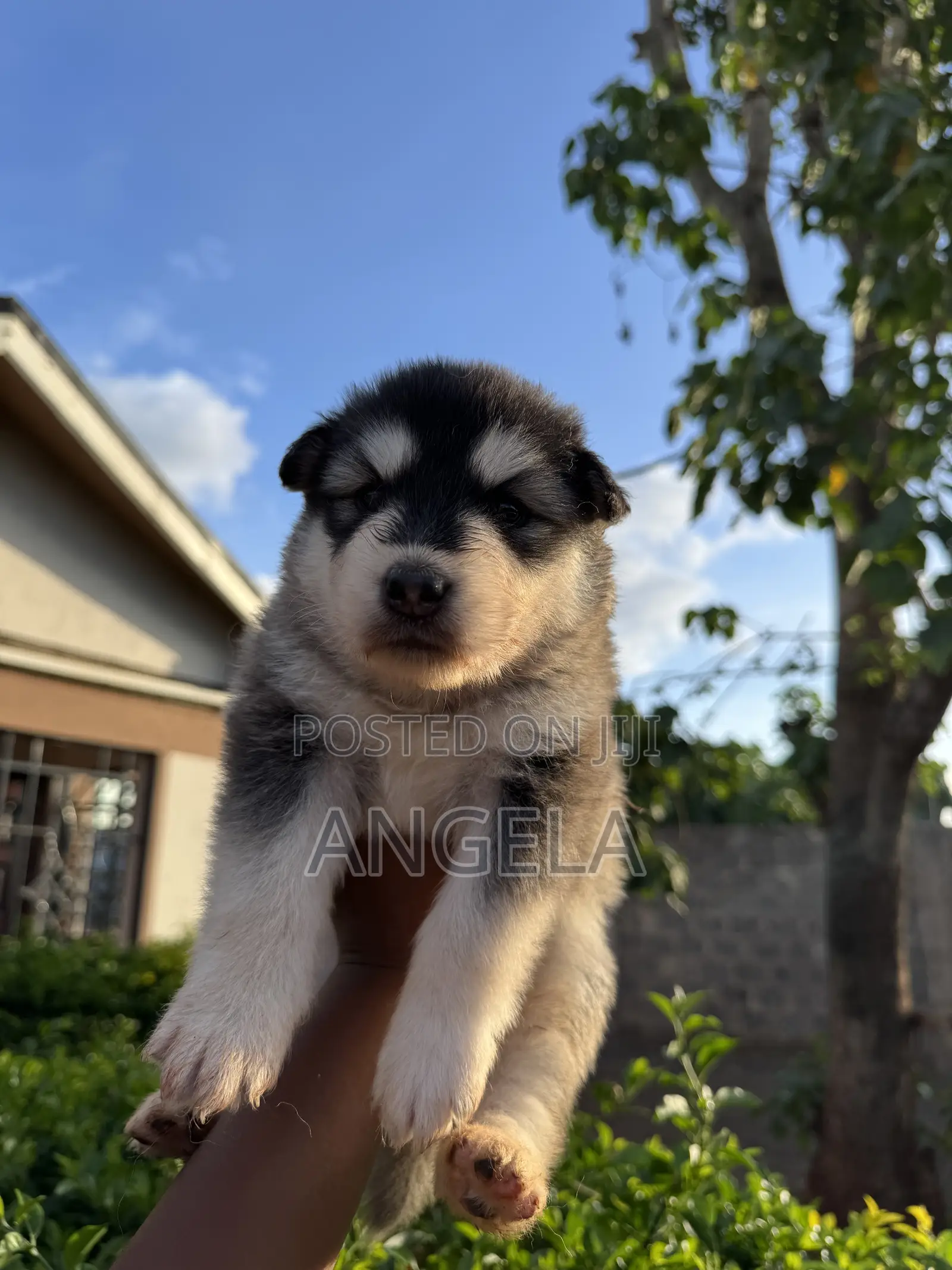 1-3 months Female Purebred Siberian Husky