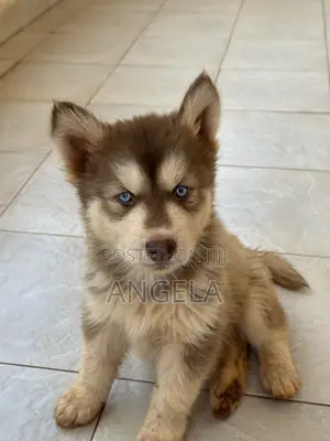 1-3 months Male Purebred Siberian Husky