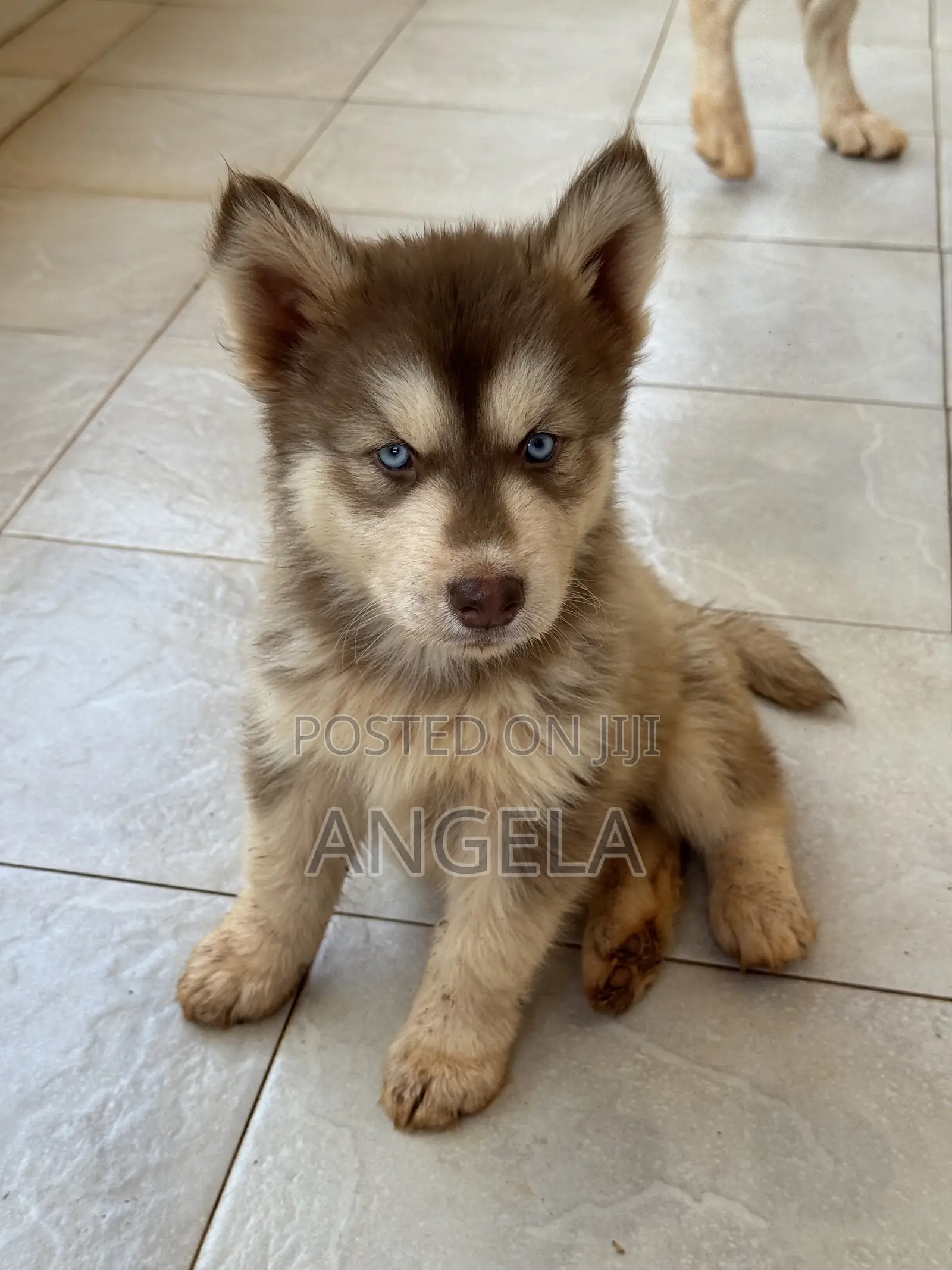 1-3 months Male Purebred Siberian Husky