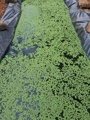 Azolla Culture on Sale