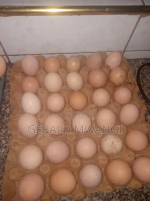 Poultry Farm