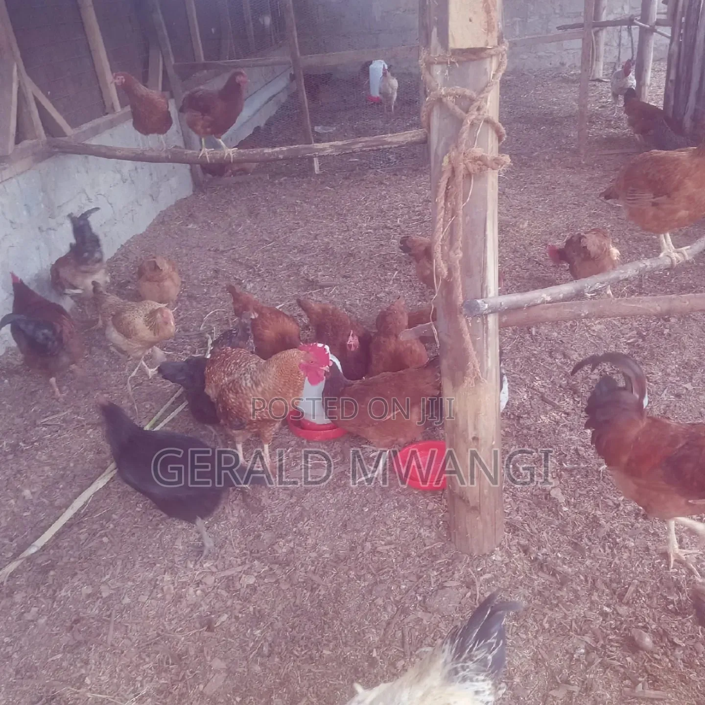Poultry Farm