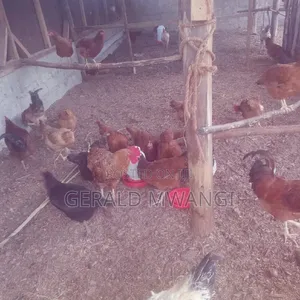 Poultry Farm