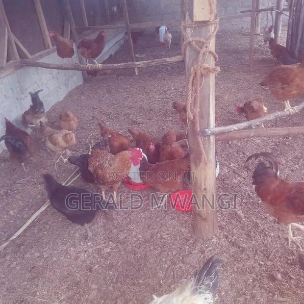 Poultry Farm - thumbnail 2