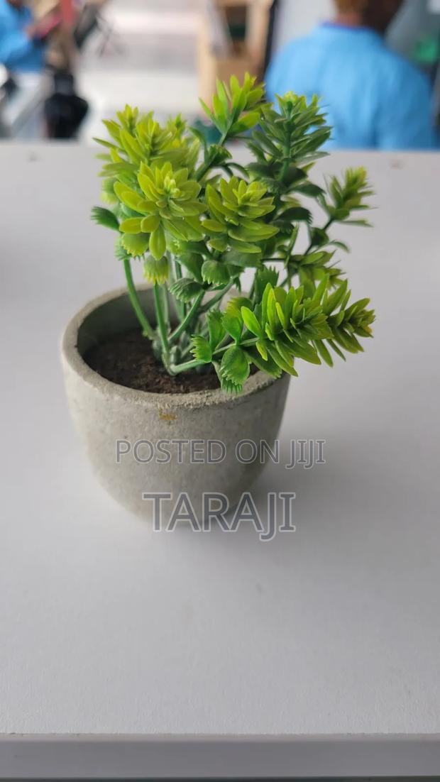 Mini Potted Succulents / Cute Minimalist Home Office Desk Decor