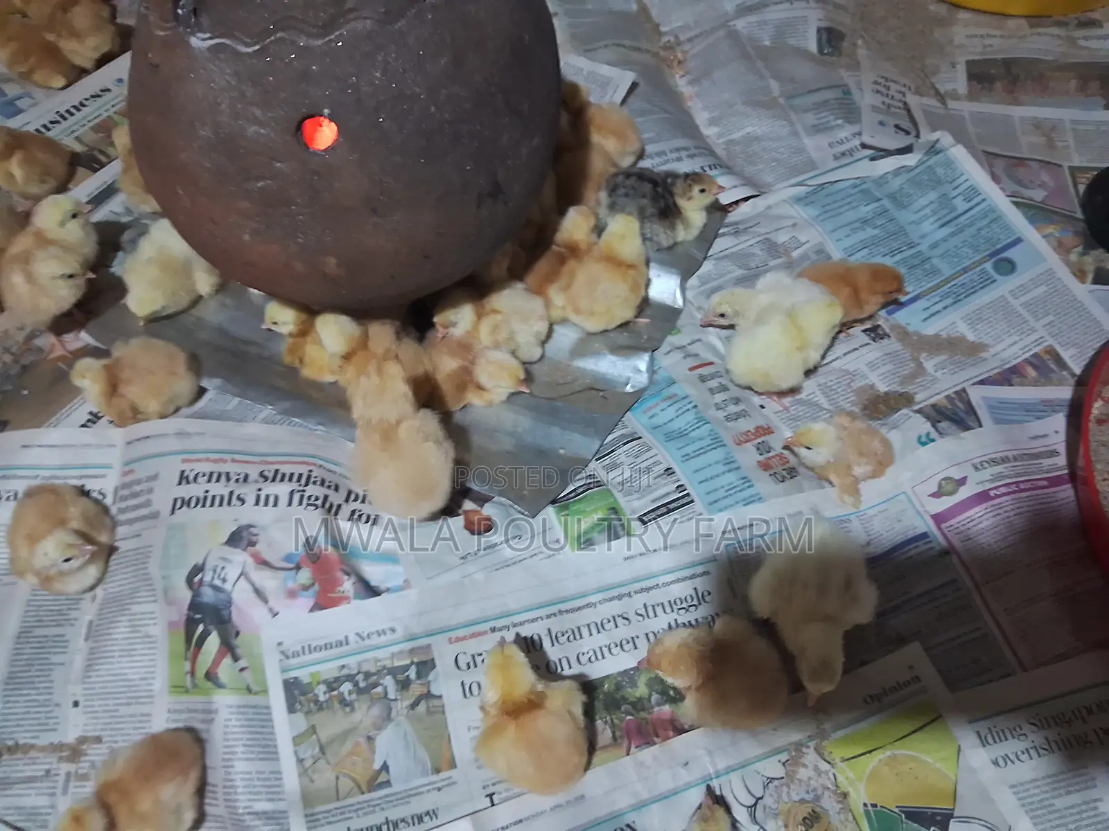 Sasso F1, Day Old Chicks