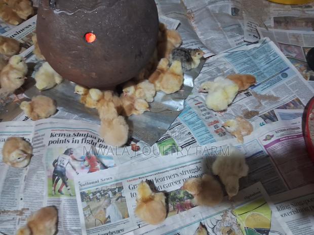 Sasso F1, Day Old Chicks