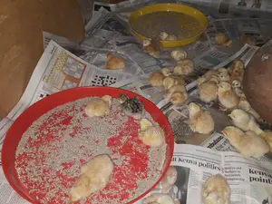 Sasso F1, Day Old Chicks