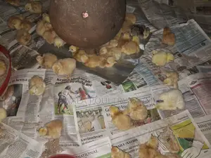 Sasso F1, Day Old Chicks