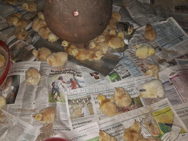 Sasso F1, Day Old Chicks - thumbnail 3
