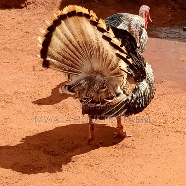 Male and Female Turkey