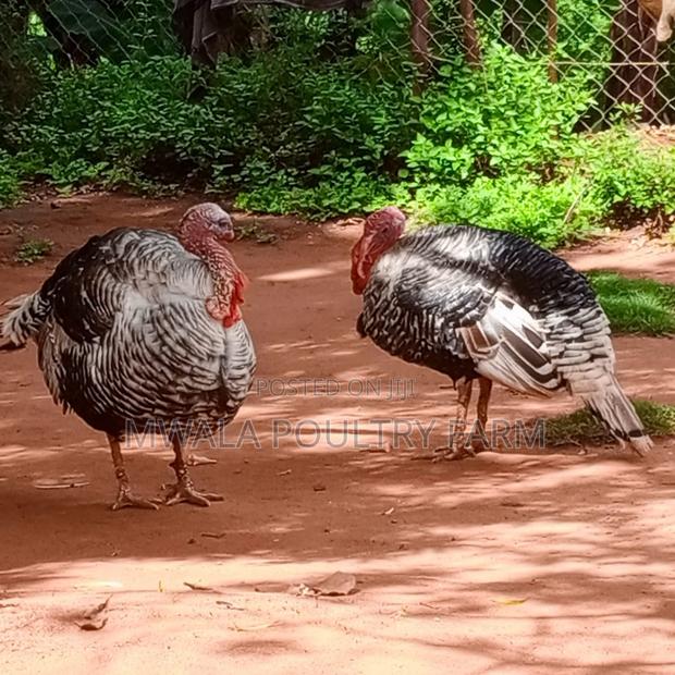 Male and Female Turkey - thumbnail 2
