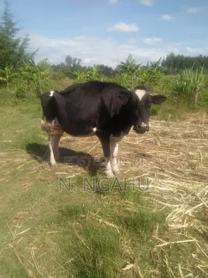 Holstein Fresian Cow