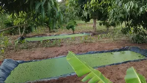Azolla Culture