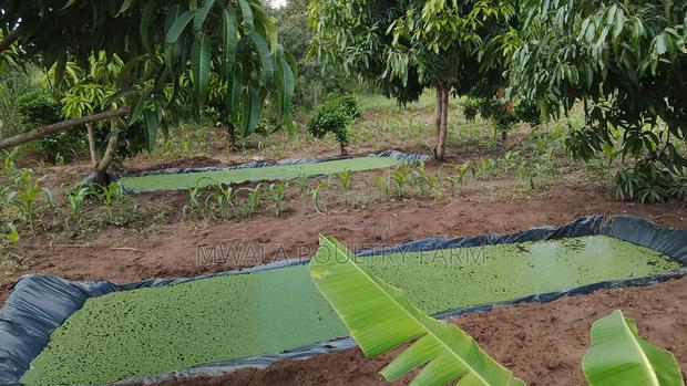 Azolla Culture