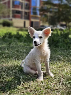 1-3 months Male Purebred Japanese Spitz
