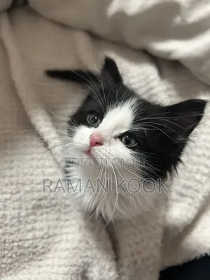 1-3 months Male Mixed Breed Cat