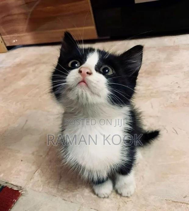 1-3 months Male Mixed Breed Cat - thumbnail 2