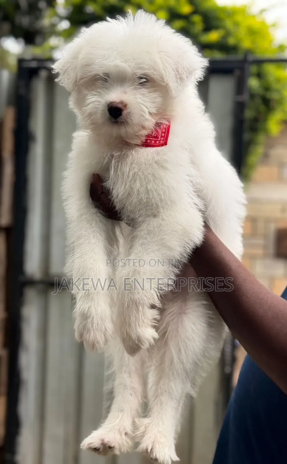 1-3 months Male Purebred Havanese