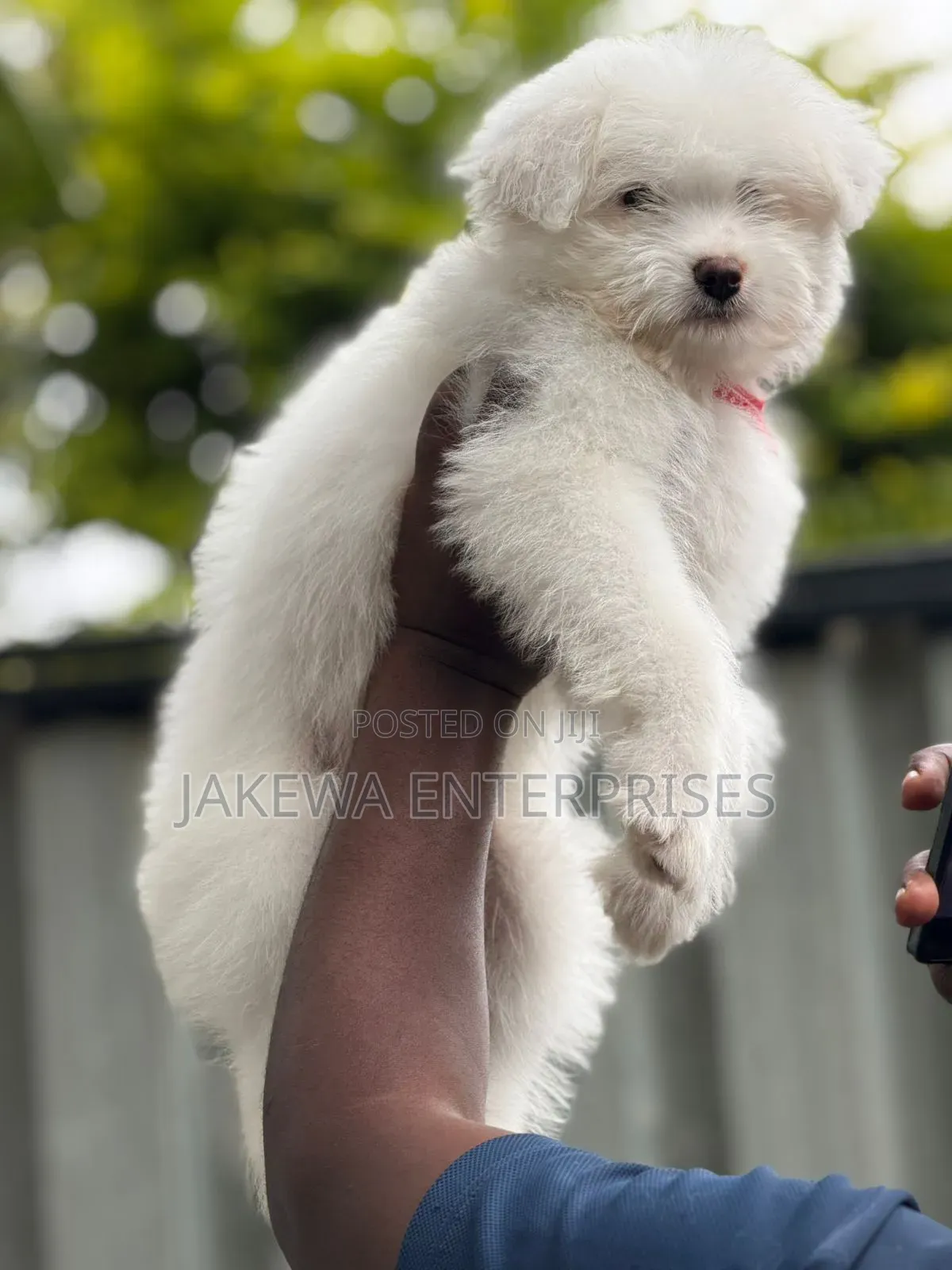 1-3 months Female Purebred Havanese