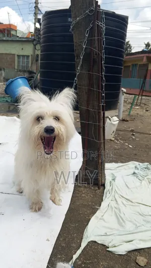 6-12 months Female Purebred Skye Terrier