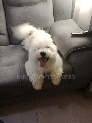 1+ year Male Purebred Havanese