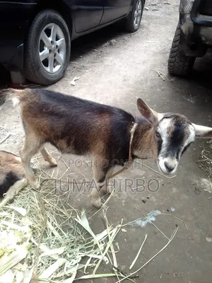 Dairy Goat