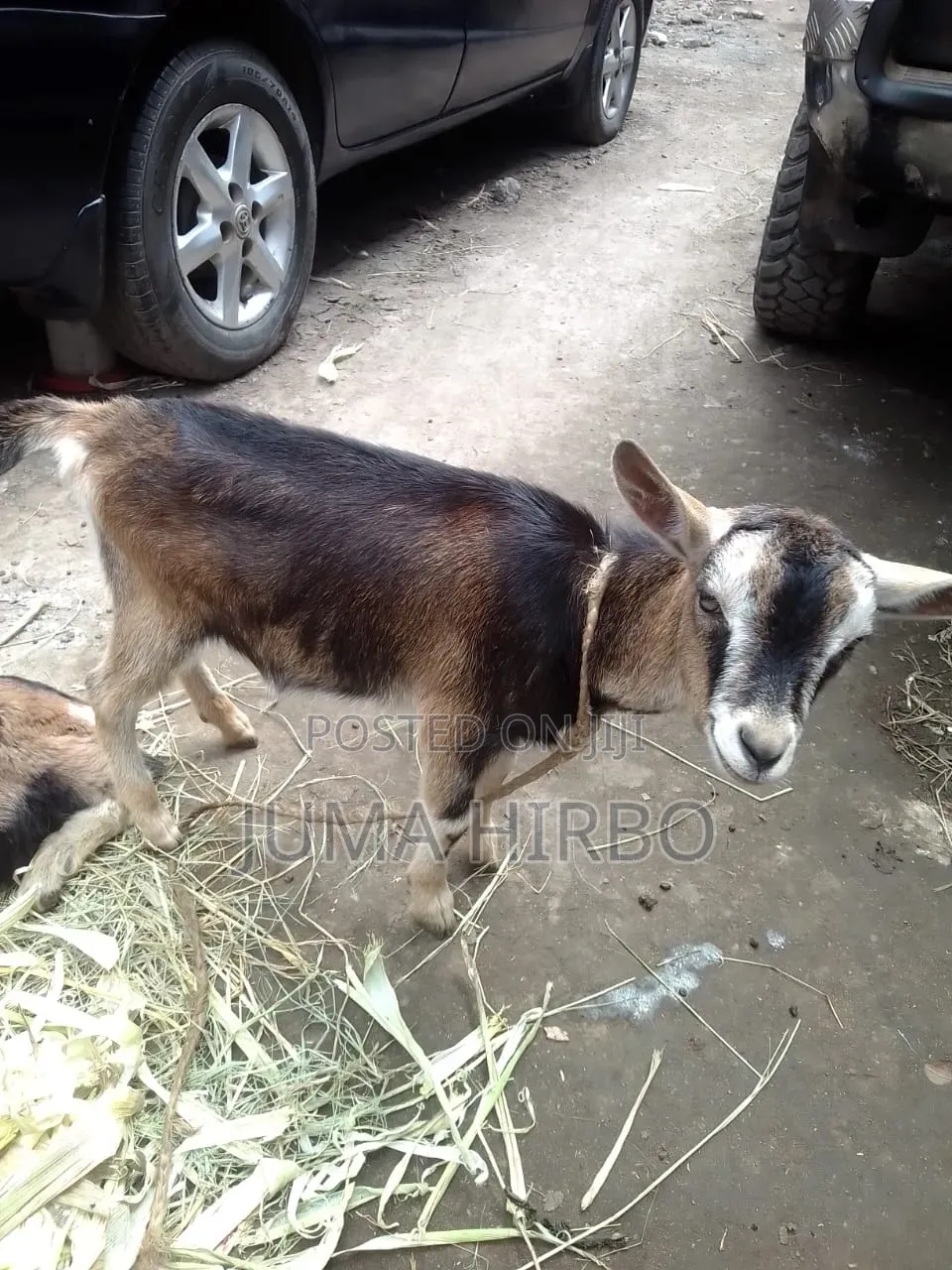Dairy Goat