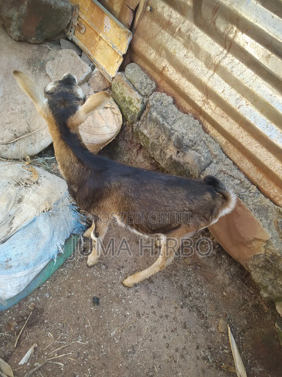 Dairy Goat