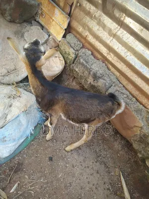 Dairy Goat