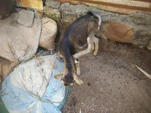 Dairy Goat