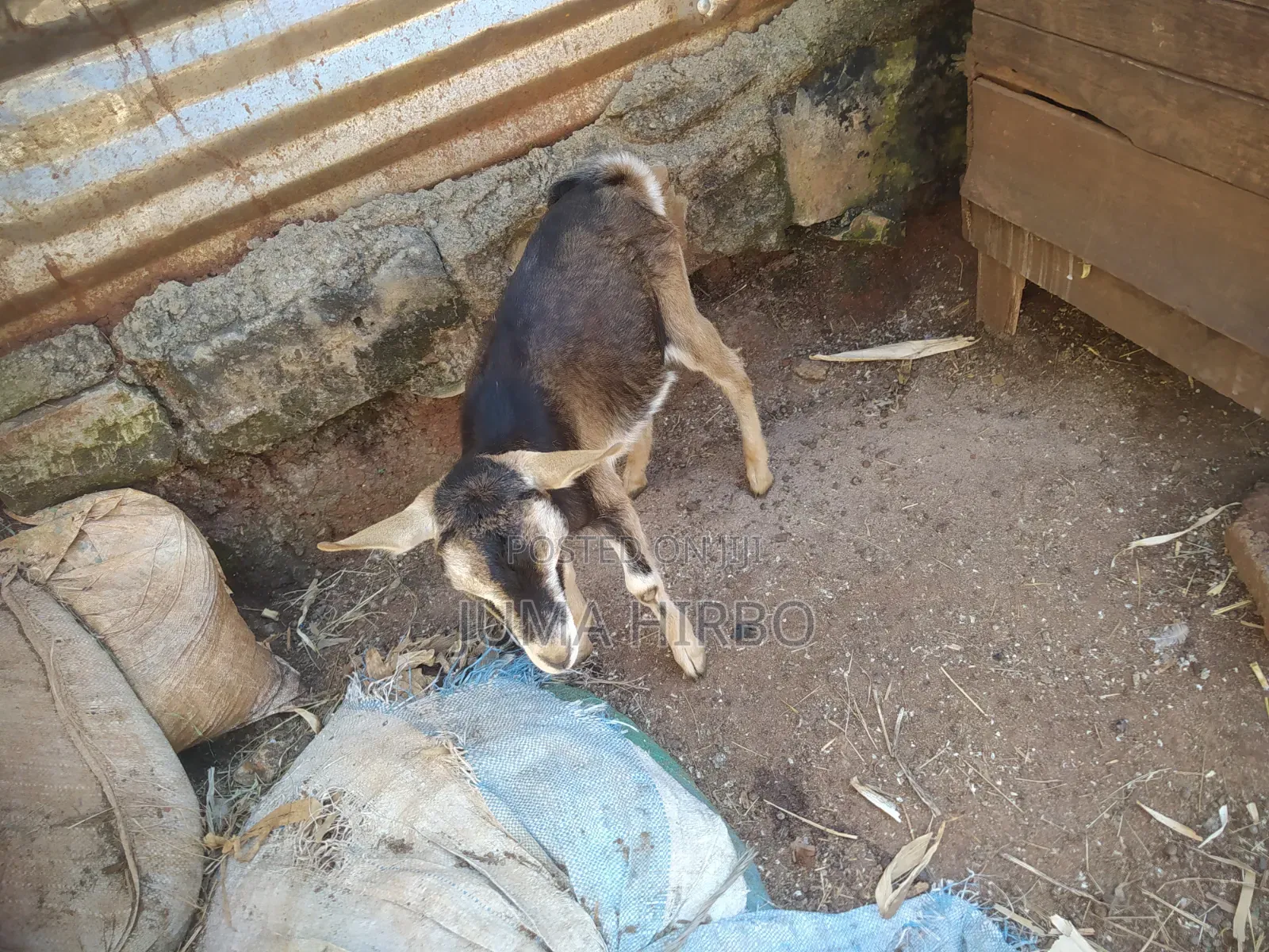 Dairy Goat