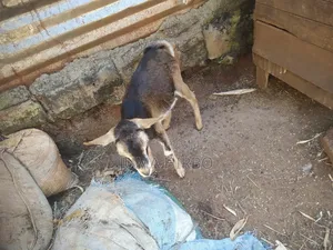 Dairy Goat