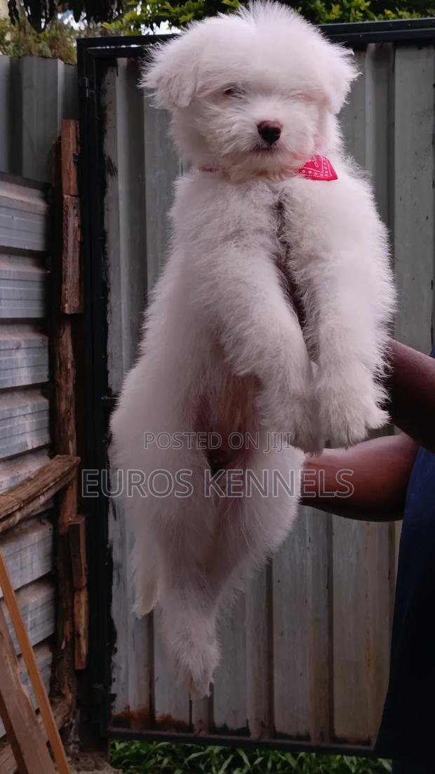 1-3 months Male Purebred Havanese - thumbnail 2