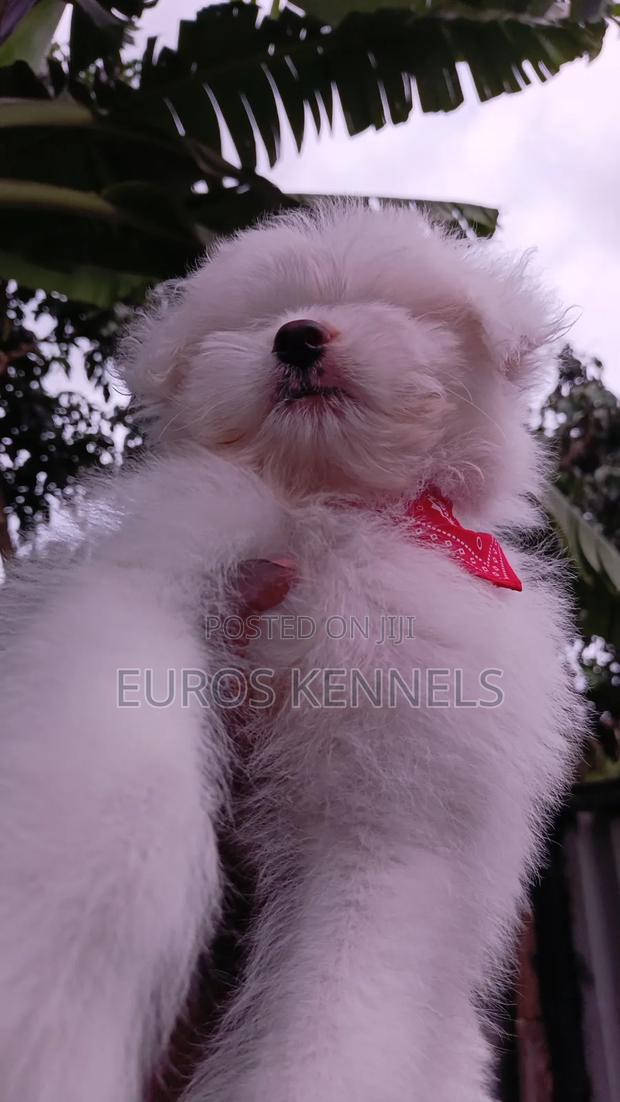 1-3 months Male Purebred Havanese - thumbnail 6