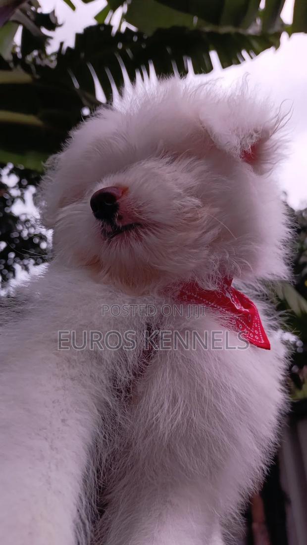 1-3 months Male Purebred Havanese - thumbnail 7