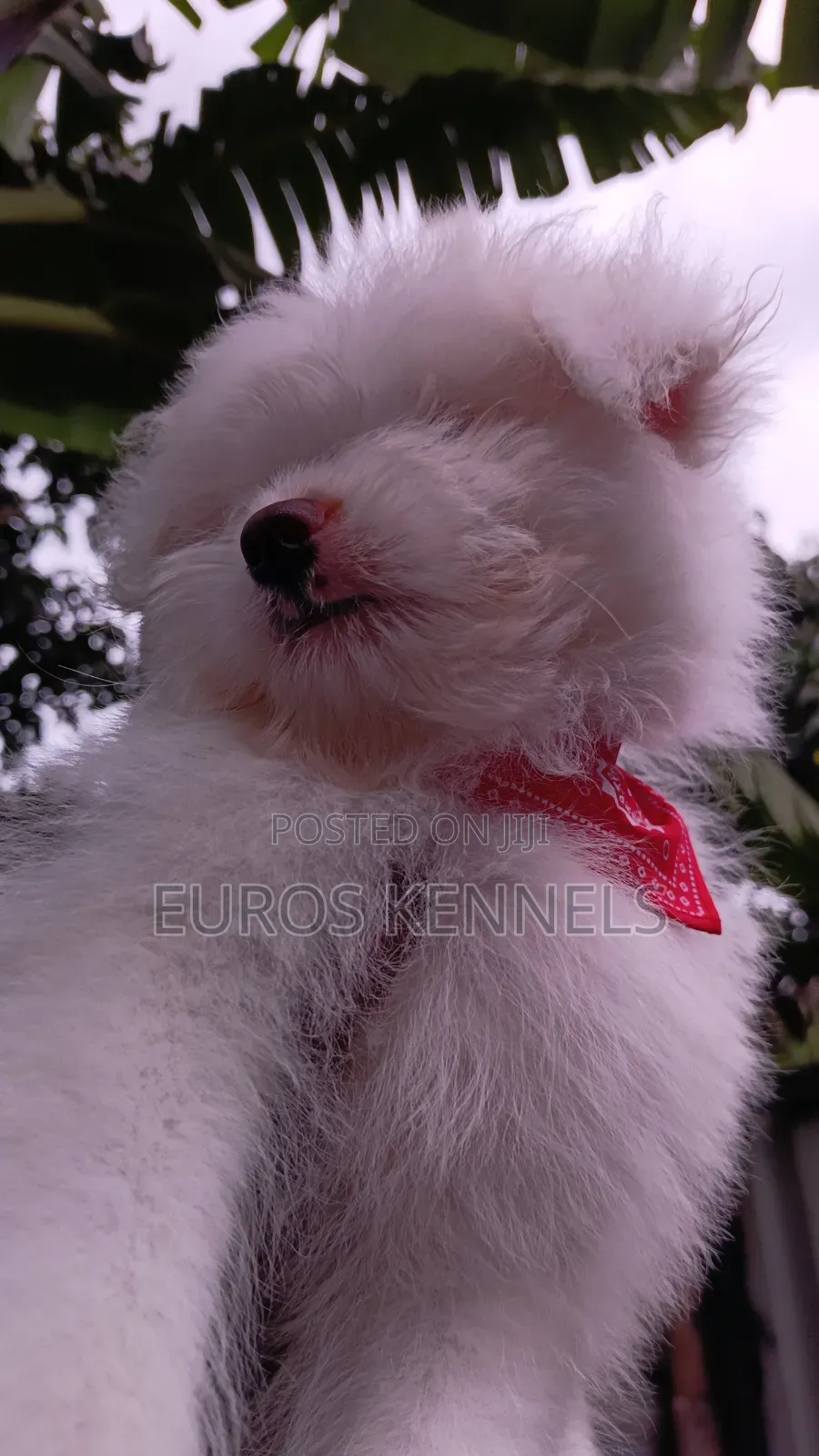 1-3 months Male Purebred Havanese