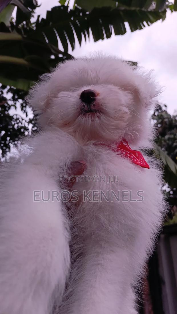 1-3 months Male Purebred Havanese - thumbnail 8
