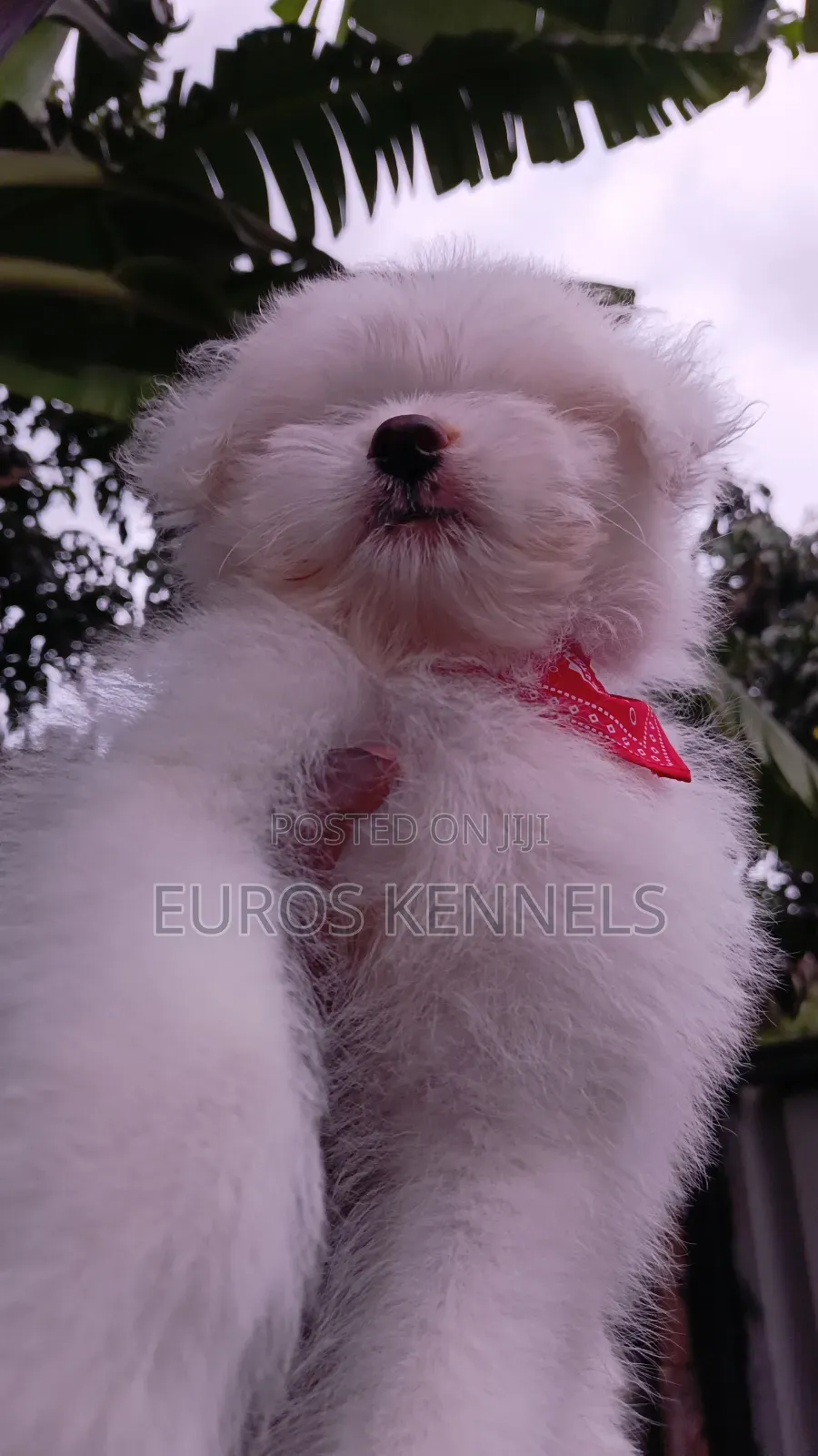 1-3 months Male Purebred Havanese