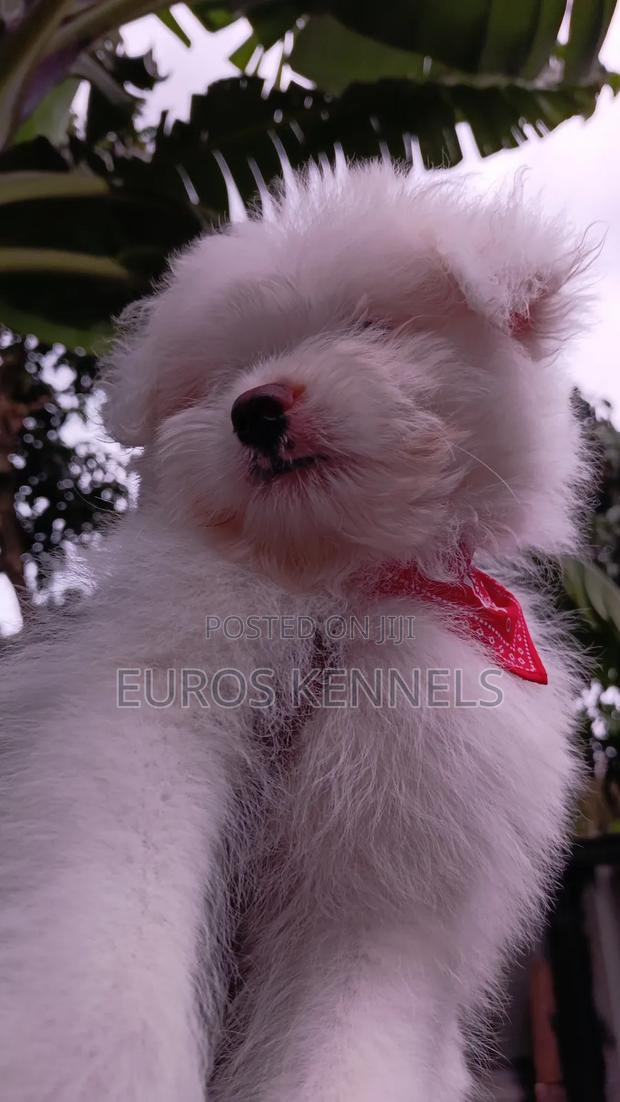 1-3 months Male Purebred Havanese - thumbnail 9