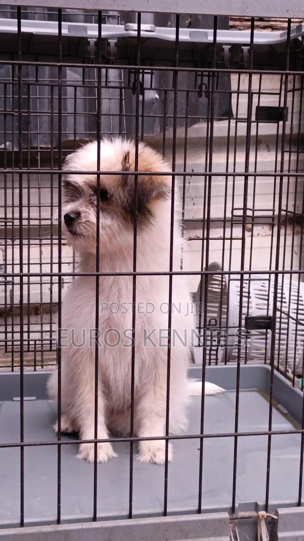 1-3 months Female Purebred Havanese - thumbnail 2