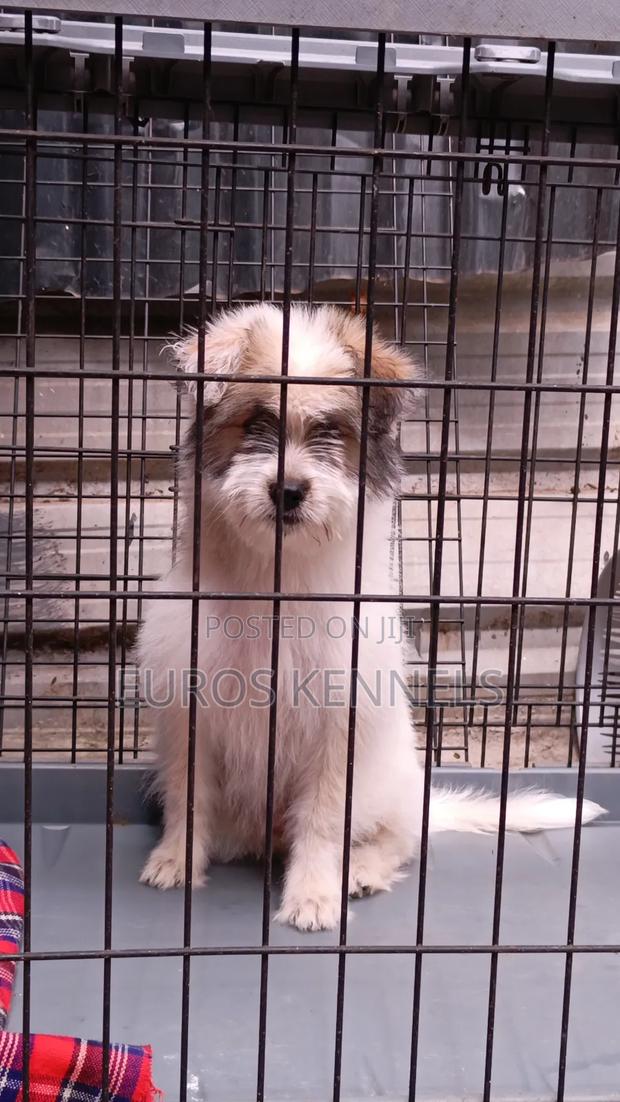 1-3 months Female Purebred Havanese - thumbnail 3