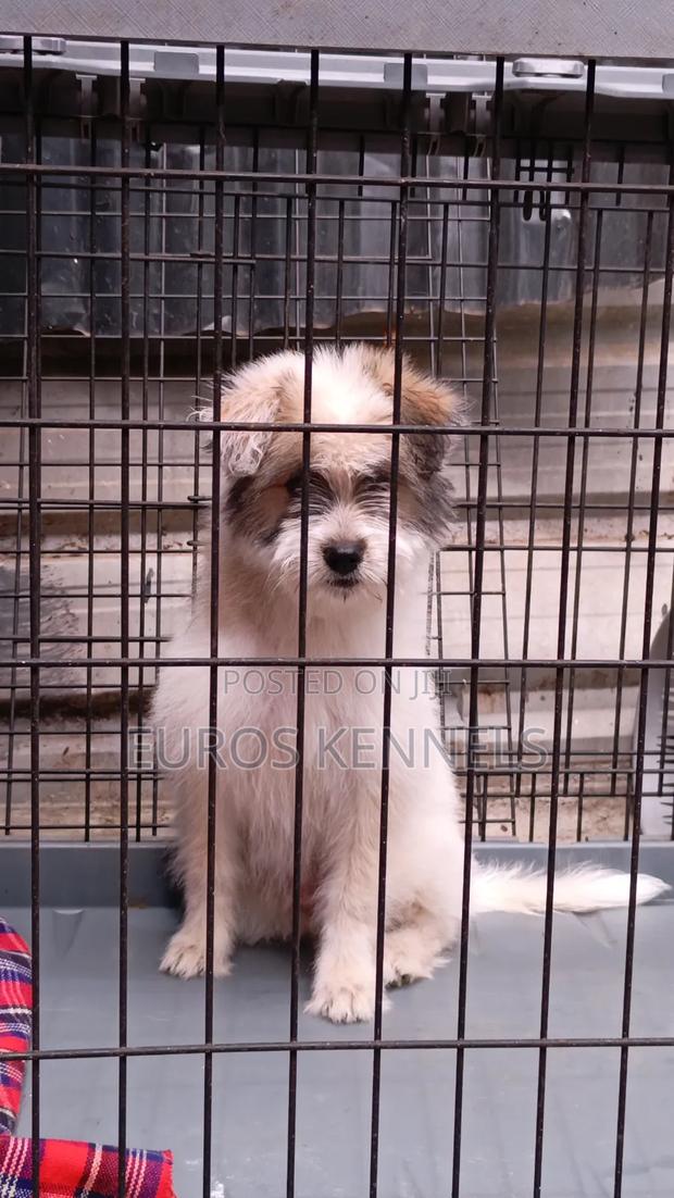 1-3 months Female Purebred Havanese - thumbnail 4