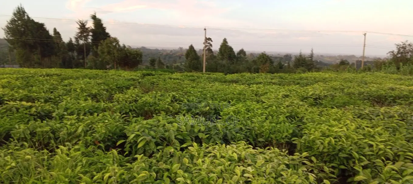 2 Acres and Quarter Tea Farm on Sale Around Gitiha/Kambaa Mau Mau Road