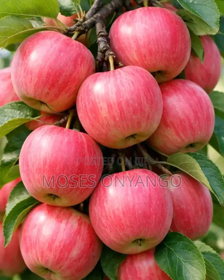Apple Fruit