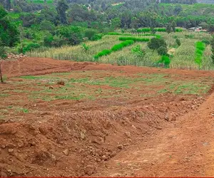 50x100 Plots for Sale in Kikuyu Nachu. Located 200mtr From Tarmac Road